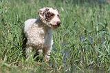 PERRO DE AGUA 212